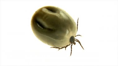 büyük şişman castor bean kene 10560