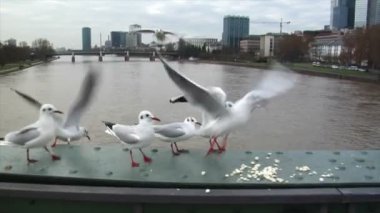 Martılar besleme slowmotion 10604 mücadele