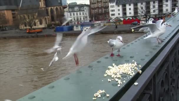 Möwen füttern Frankfurter Skyline verlangsamen 10603 — Stockvideo