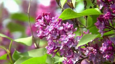 pembe Lila close2 10691