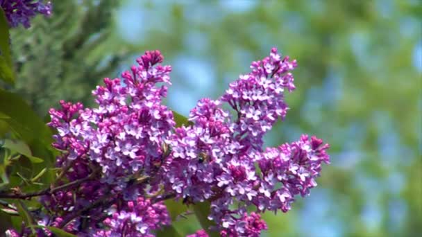 lilas rose avec abeille 10689 