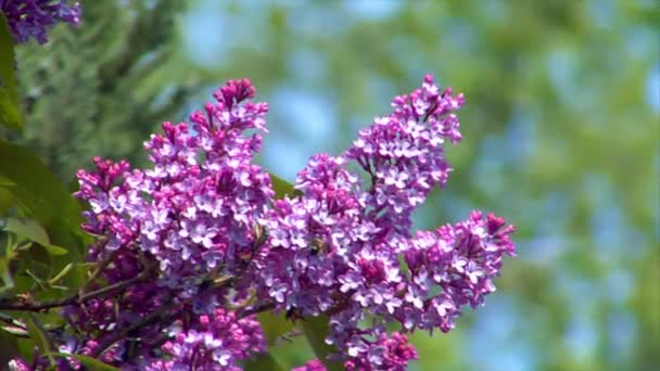 Pink lilac with bee 10689 — Stock Video