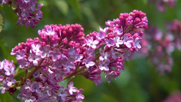 Pink lilac close1 10690 — Stock Video