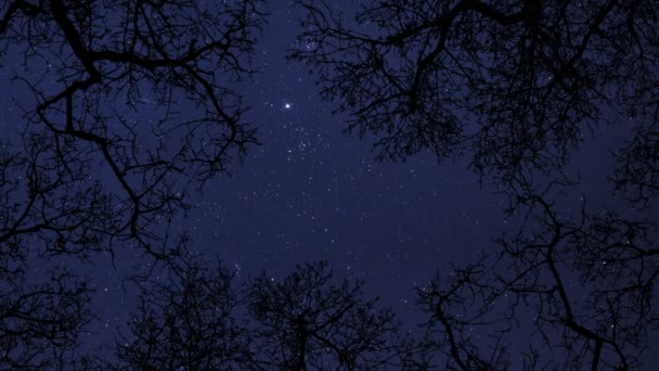 Estrelas céu noturno entre árvores lapso de tempo 10856 — Vídeo de Stock