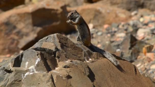 Écureuil de Barbarie mange Atlantoxerus getulus 11119 