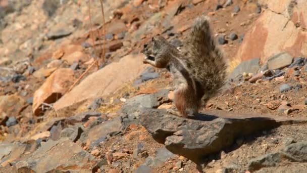 바바리 다람쥐 음식과 새 온다 11120 — 비디오
