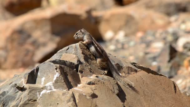 Barbary ground squirrel watch around 11136 — Stock Video