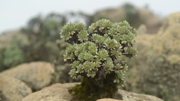 Canary oxeye grow on stone in cloud of mountain 11160 — Stock Video