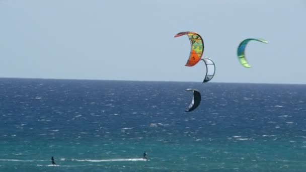 Many kitesurfers fuerteventura beach 11195 — Stock Video
