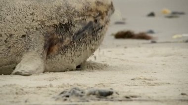 gri fok kuma 11231 haddeleme