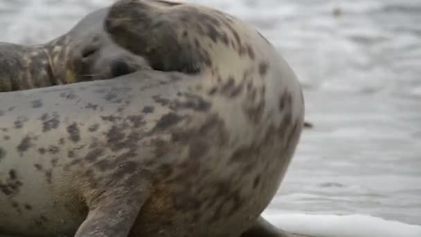 Grey seals during love game 11252 — Stock Video