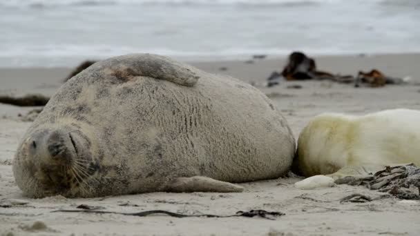 Cinza filhote de cachorro foca procurando leite de largura 11249 — Vídeo de Stock