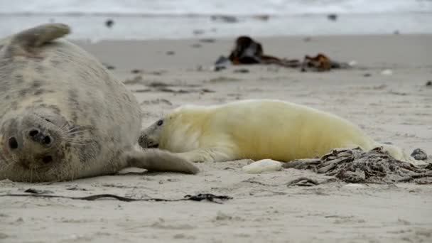 Caccia al cucciolo di foca grigia per latte materno 11250 — Video Stock