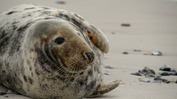 Female grey seal close 11251 — Stock Video