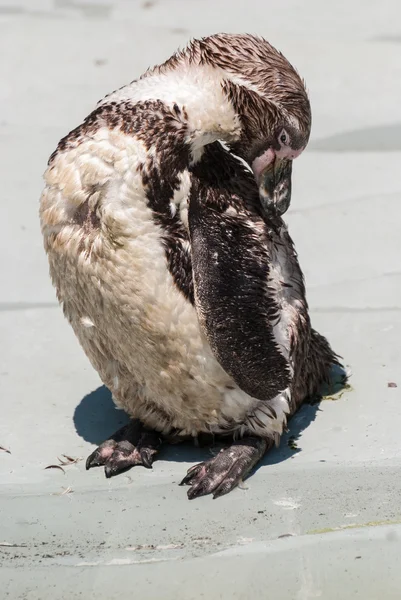 Humbold pinguïn — Stockfoto