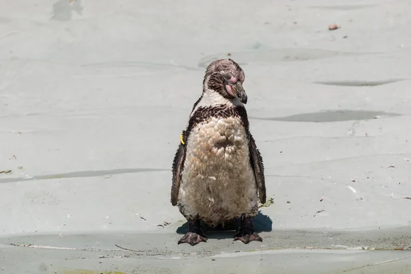 Humbold ペンギン — ストック写真