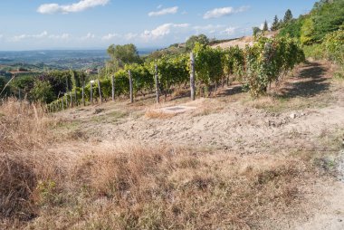 Kırsaldaki üzüm bağları