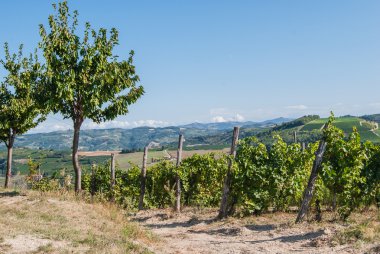 Kırsaldaki üzüm bağları