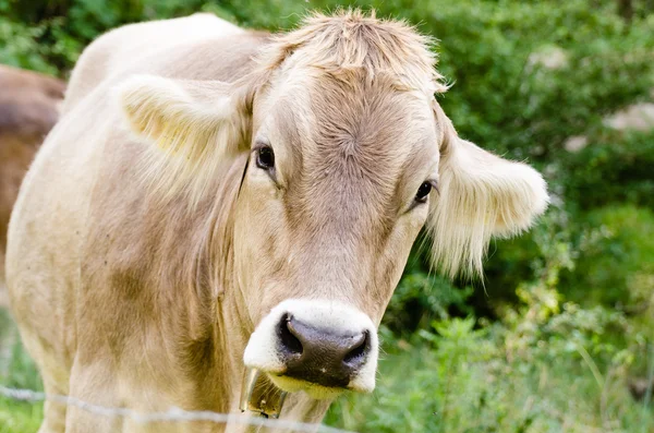 Portrait d'une vache bavaroise Photos De Stock Libres De Droits