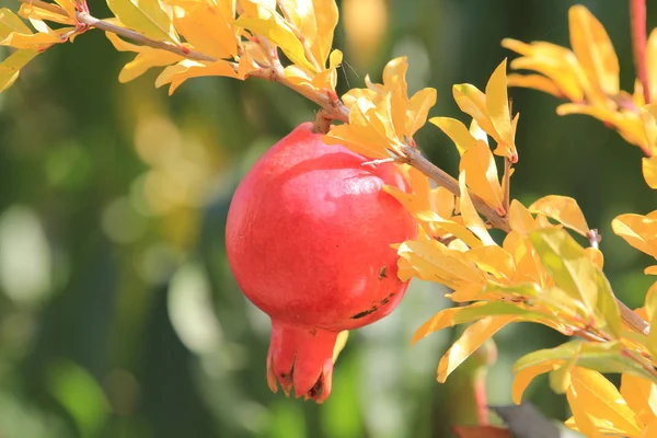 Granatapfel im Herbst Stockfoto