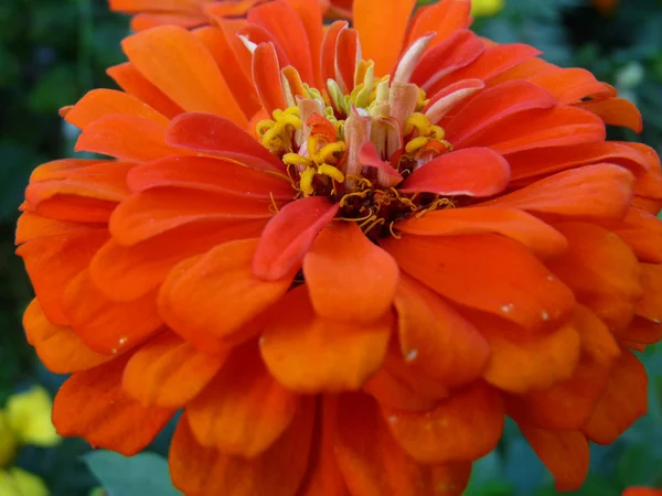 Zinnia blomma — Stockfoto