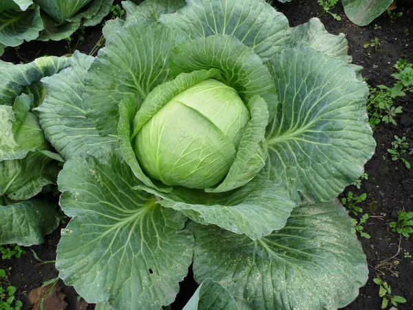 Cabbage — Stock Photo, Image