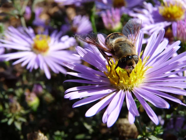 Abeille sur une fleur Photos De Stock Libres De Droits