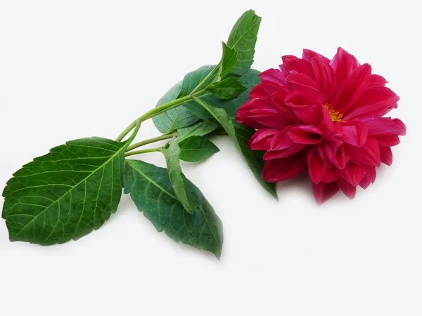 Dahlia blomma på ljus bakgrund — Stockfoto