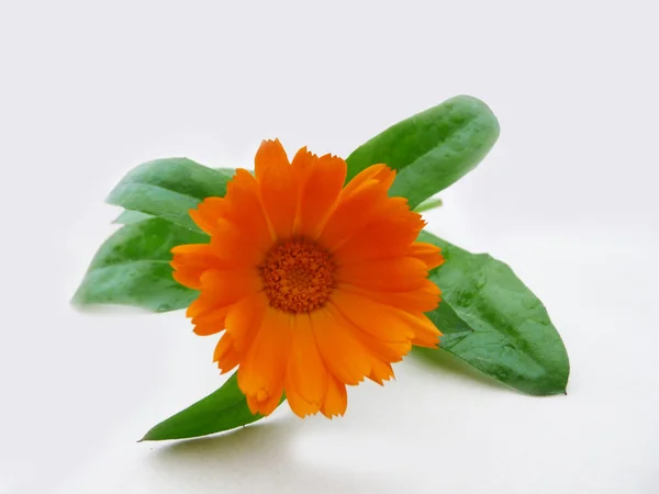 Marigold fleur sur un fond clair — Photo