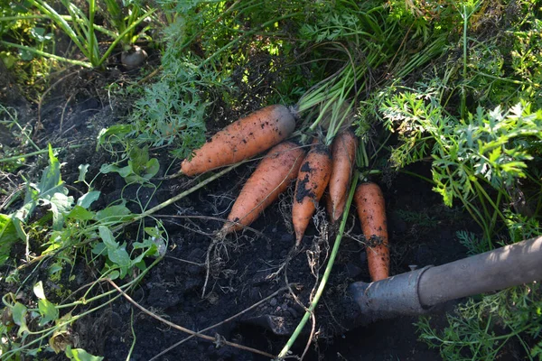 Digging Carrots Out Ground — Foto Stock