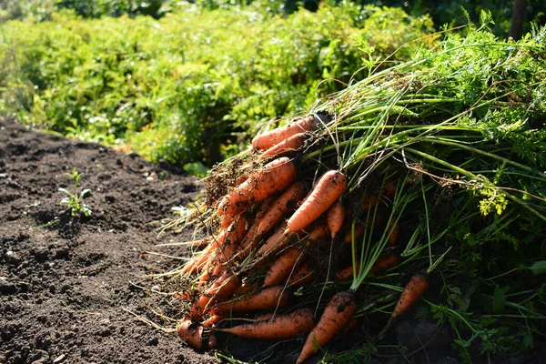 Pile Dug Carrots Ridge Autumn — Foto Stock