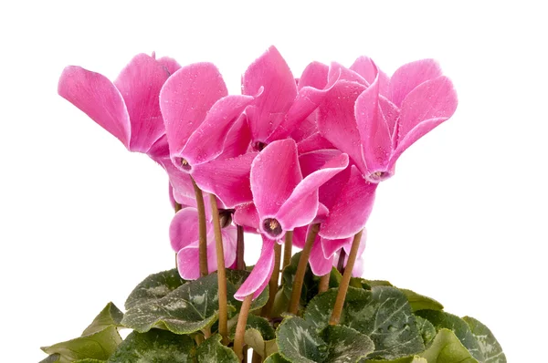 siklamen persicum