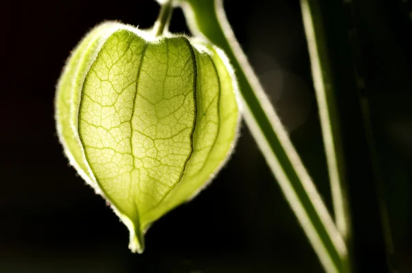 Physalis