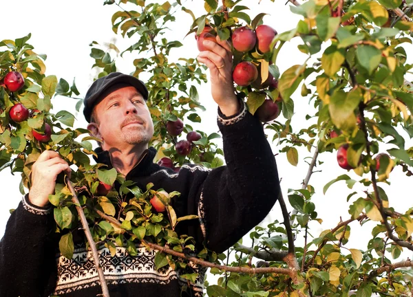 Picking apples — Stock Photo, Image