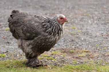 Brahma tavuk