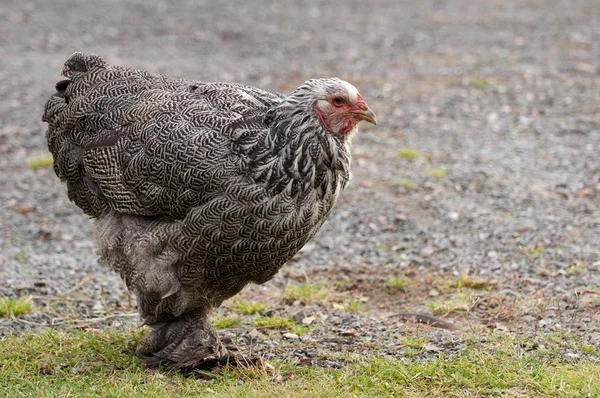 Brahma poule — Photo