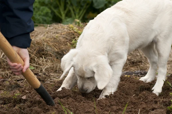 Curious dog — Stock Photo, Image