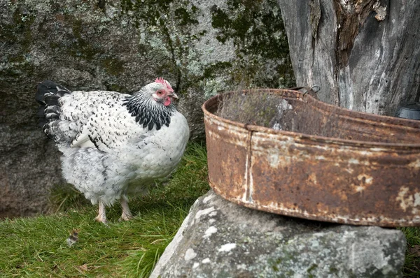 Höna i trädgården — Stockfoto