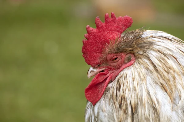 Tired rooster — Stock Photo, Image