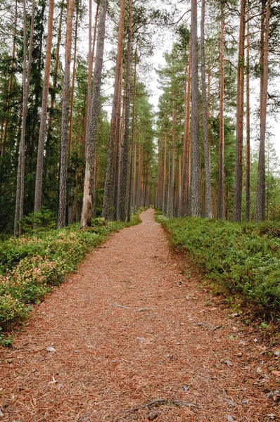 Hutan pinus — Stok Foto