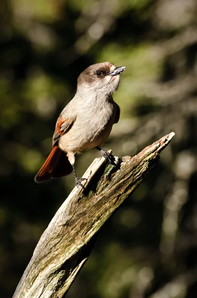 Sibirya jay on ağacının bransch