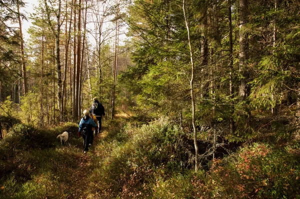 Promenera i skogen — Stockfoto