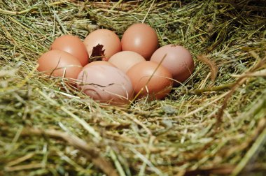 Tavukları yumurta