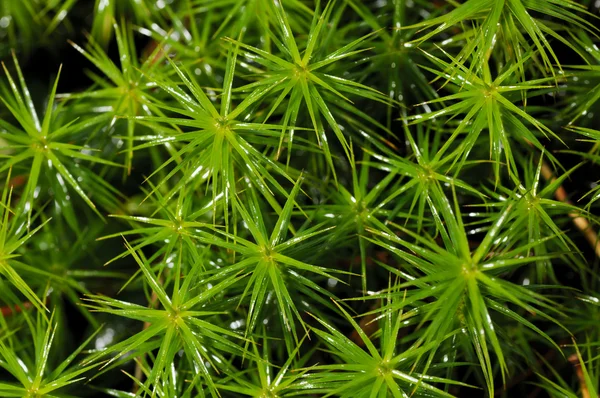 Muschio verde — Foto Stock