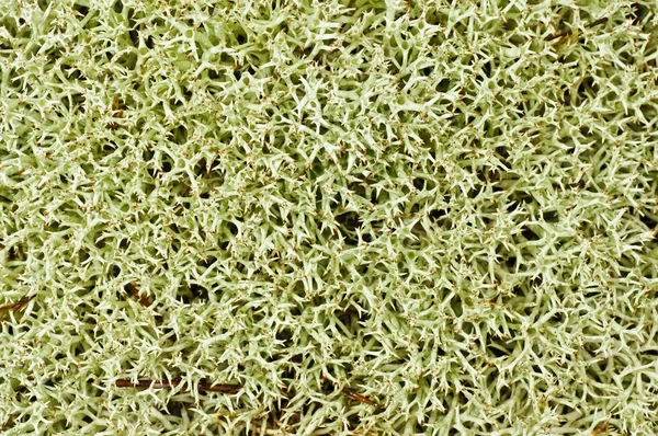 A zuzmó szőnyeg — Stock Fotó