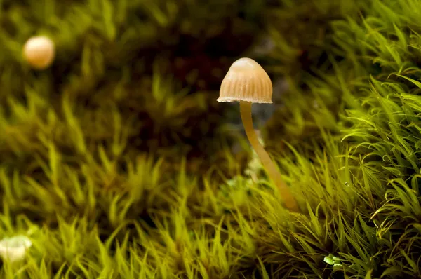 Champignon dans la mousse Photo De Stock