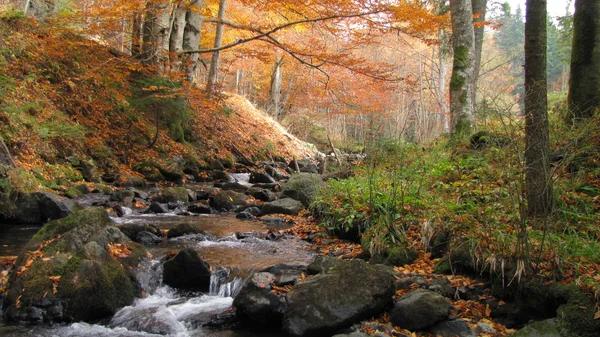 Corriente de montaña atraviesa el bosque en colores otoñales —  Fotos de Stock