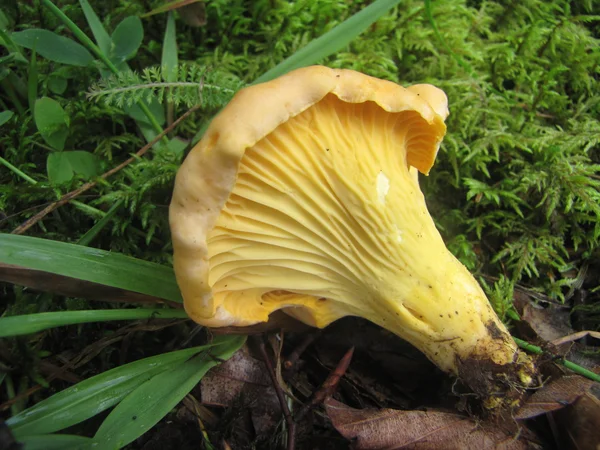 Chanterelle bonito e gostoso no habitat natural — Fotografia de Stock