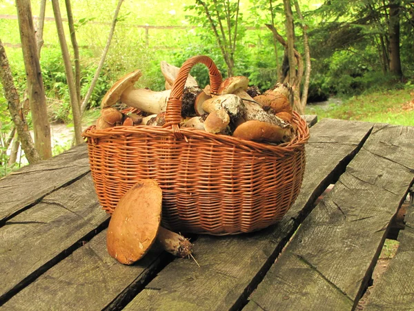 Cesta cheia de boleto de cogumelos comestíveis na mesa em uma floresta — Fotografia de Stock