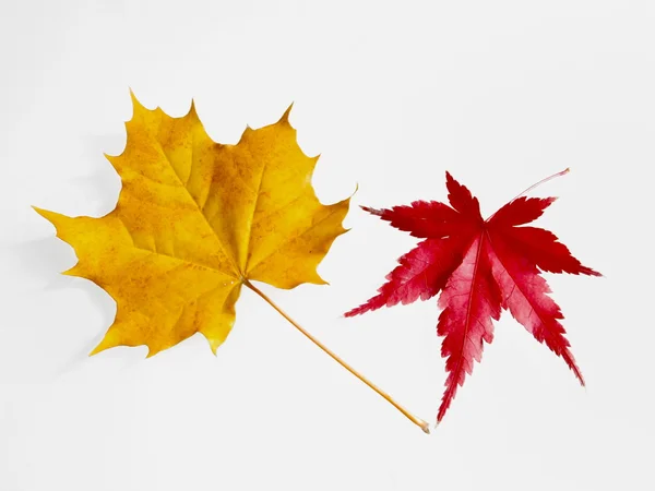 Folha de planetree amarelo e folha de árvore de bordo vermelho isolado no branco — Fotografia de Stock